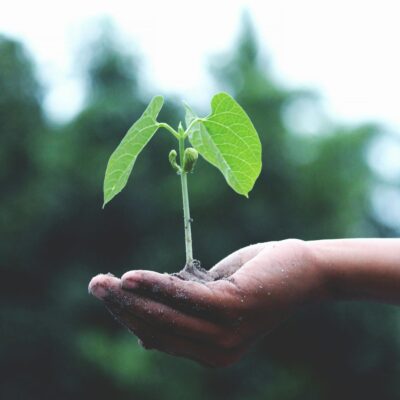 Plant Growing